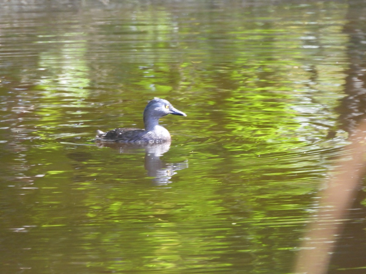 Least Grebe - ML634068410