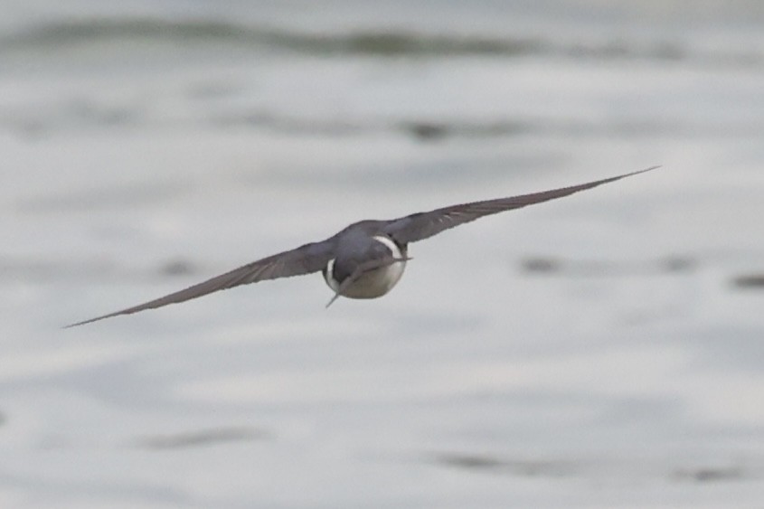 Tree Swallow - ML634068420