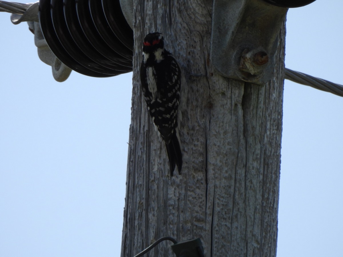 Hairy Woodpecker - ML634068448