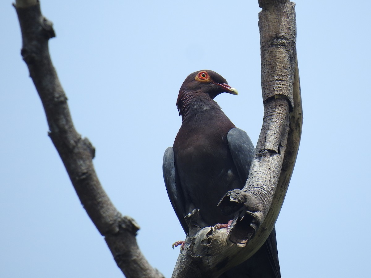 Scaly-naped Pigeon - ML634068468