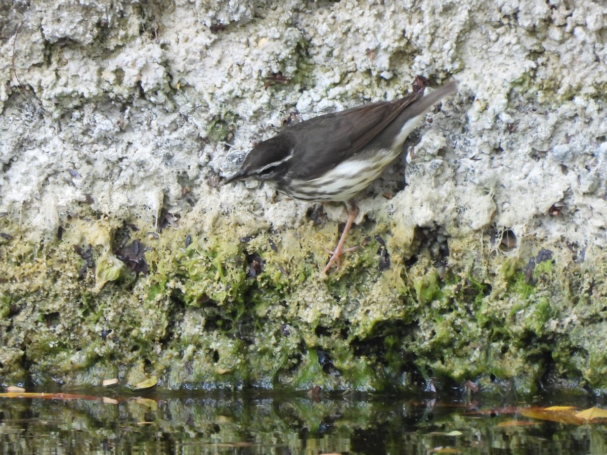 Louisiana Waterthrush - ML634068514