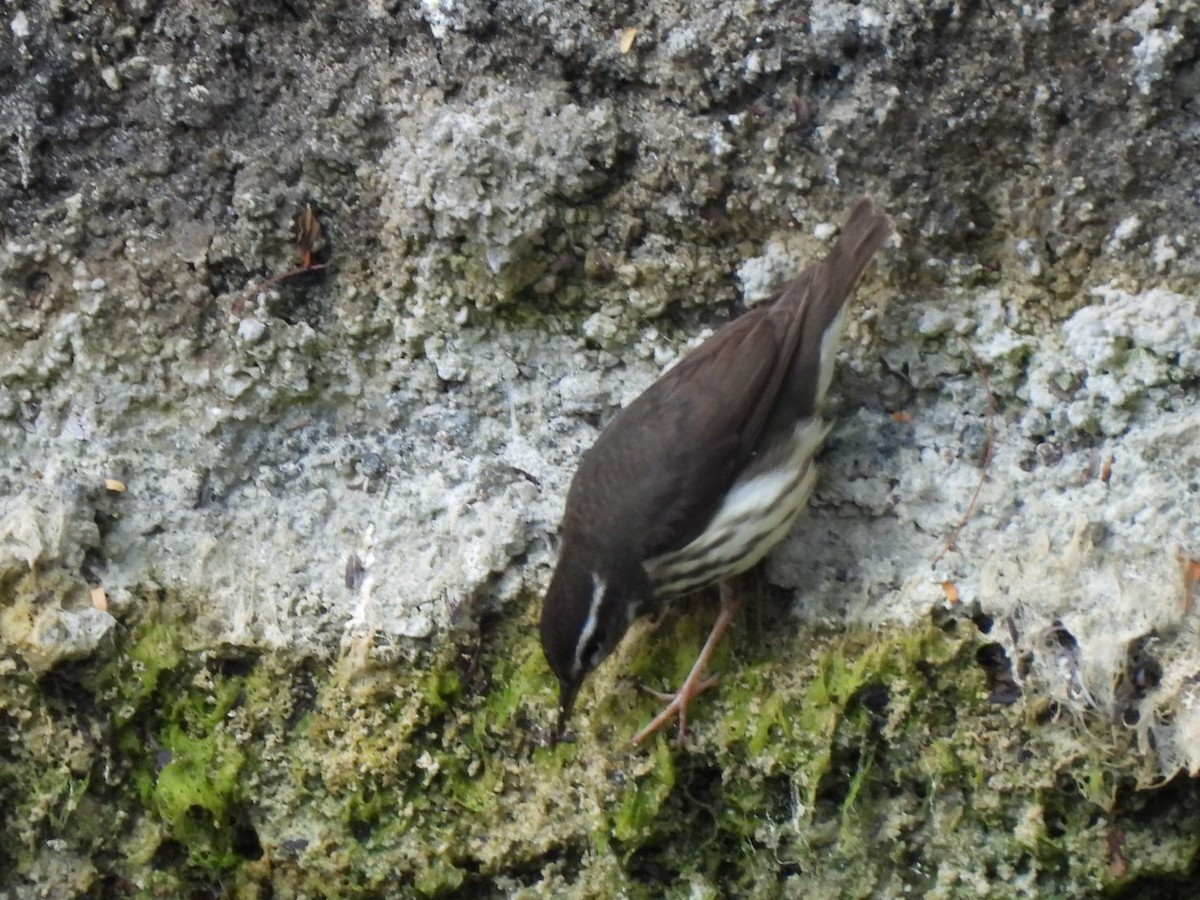Louisiana Waterthrush - ML634068515