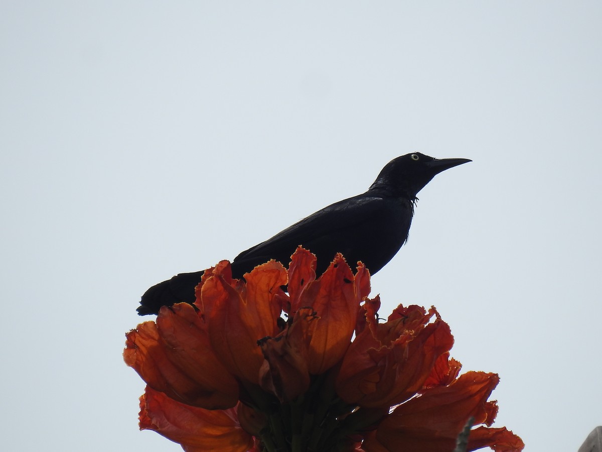 Greater Antillean Grackle - ML634068518