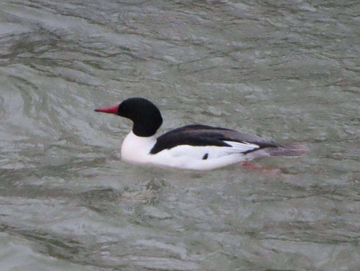 Common Merganser - ML634068520