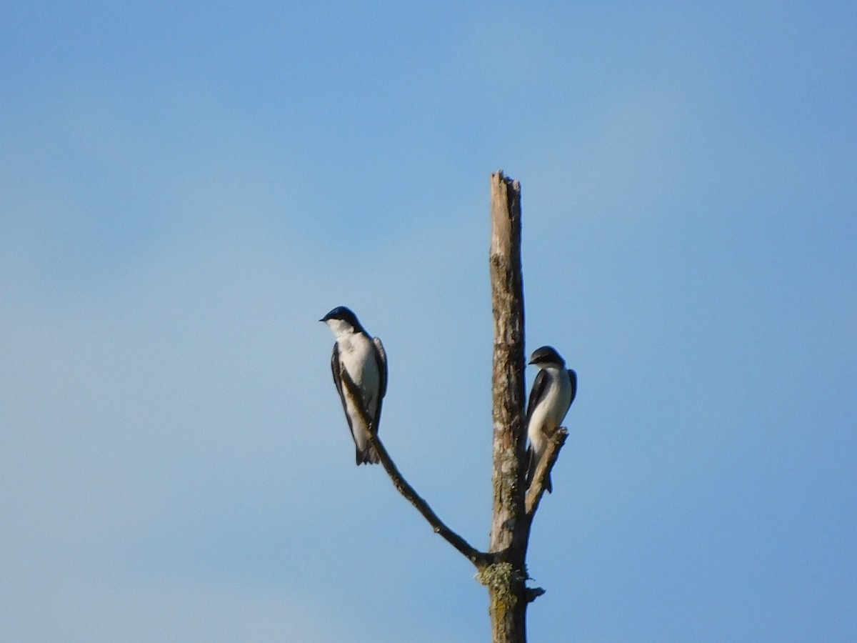 Tree Swallow - ML634068536