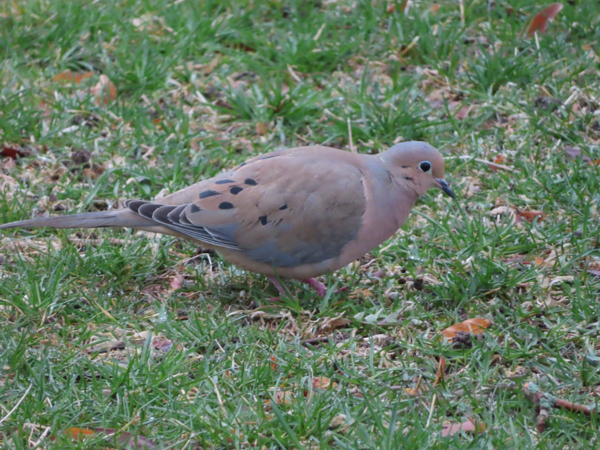 Mourning Dove - ML634068539