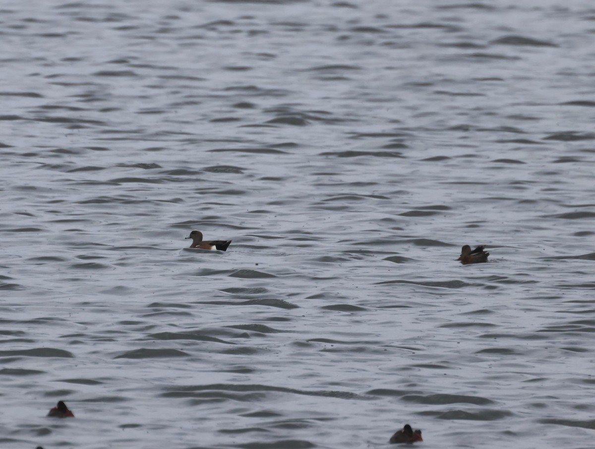 American Wigeon - ML634068547