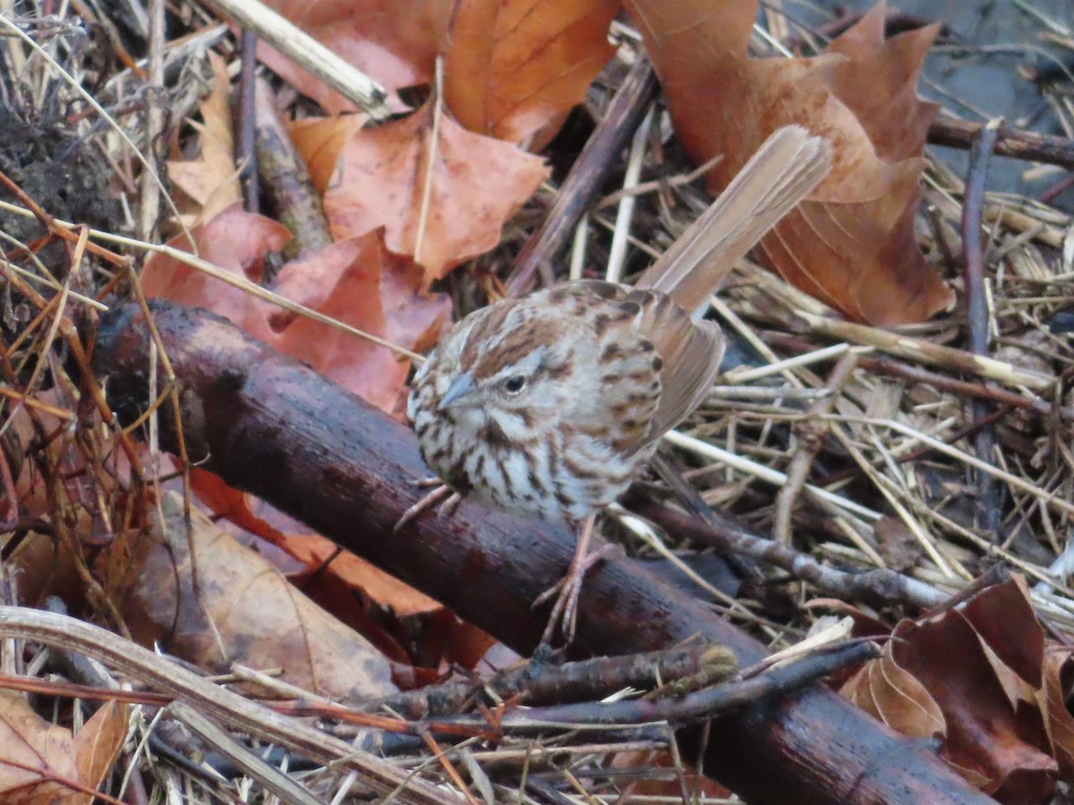 Song Sparrow - ML634068554