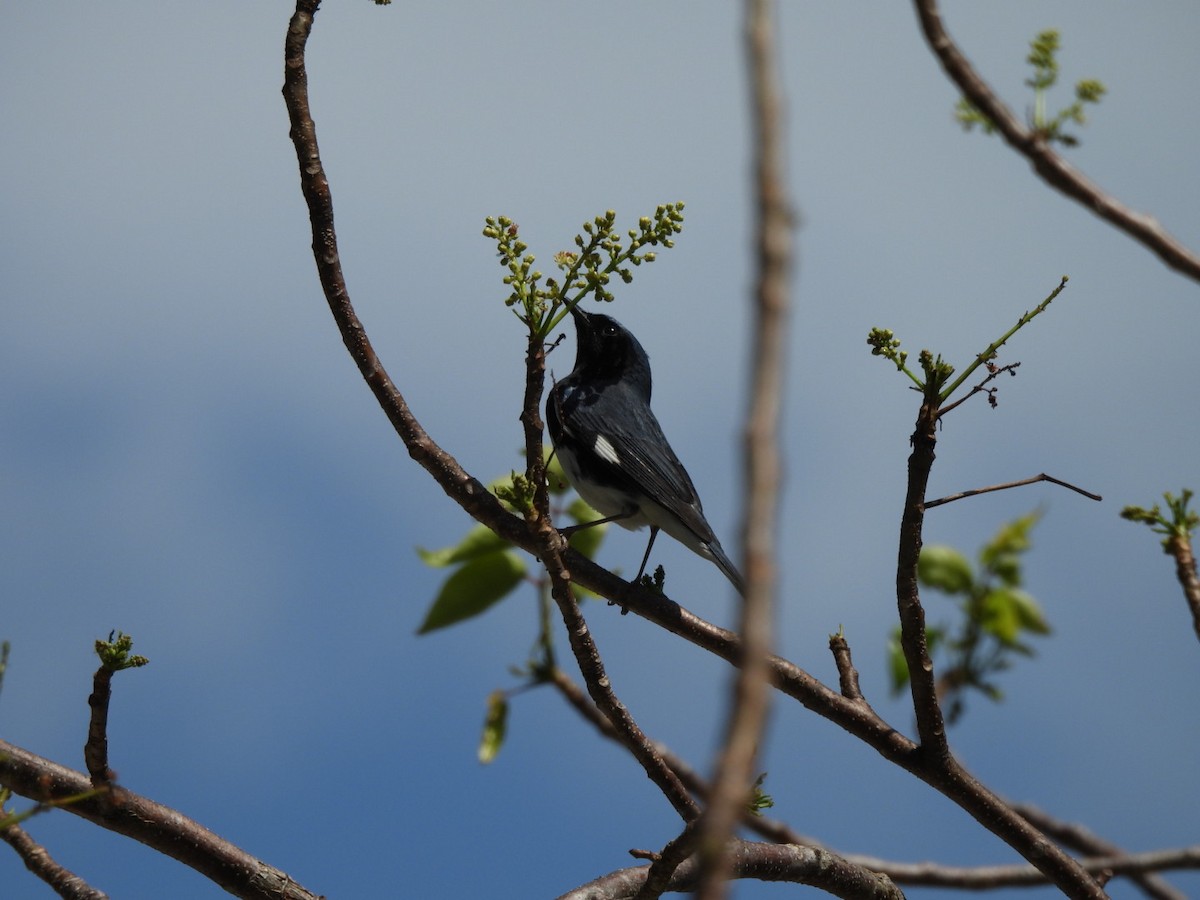 Black-throated Blue Warbler - ML634068564
