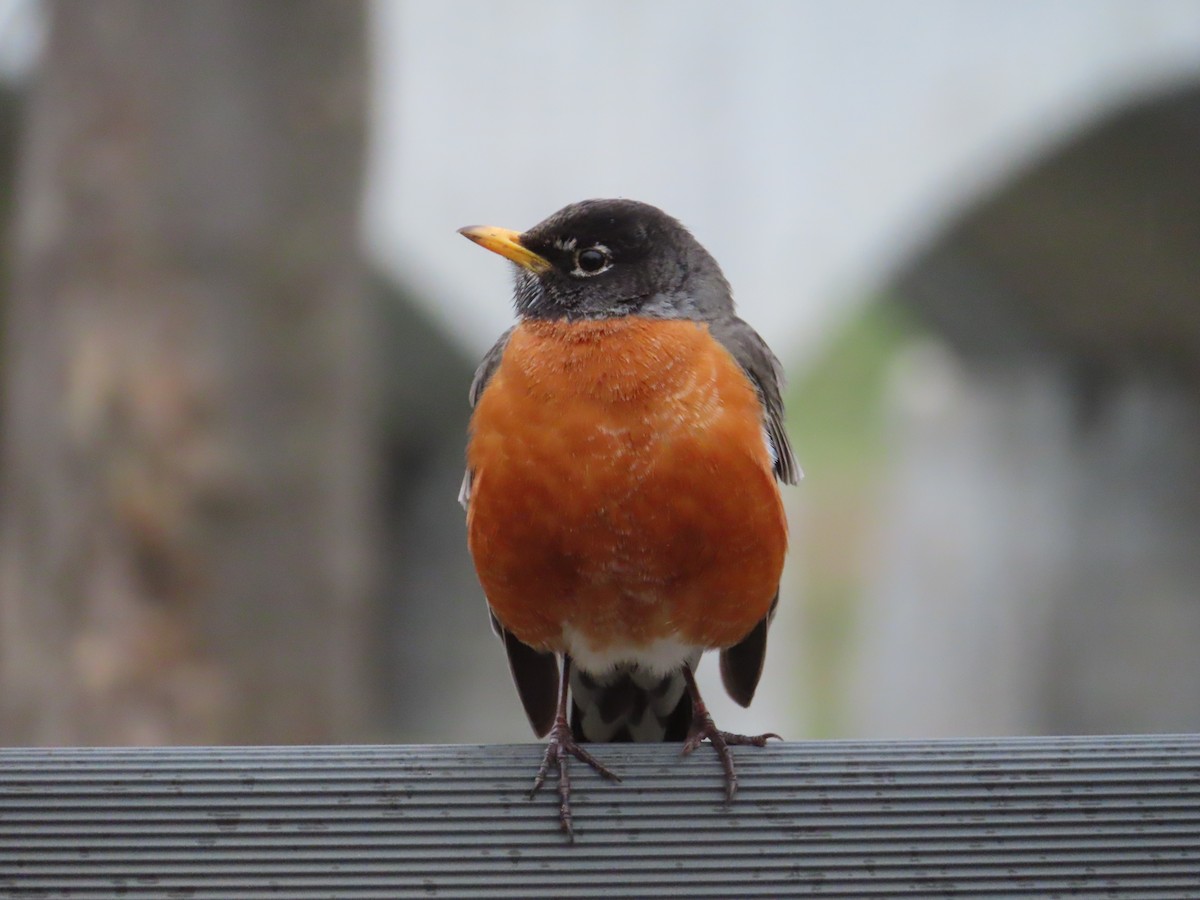 American Robin - ML634068566