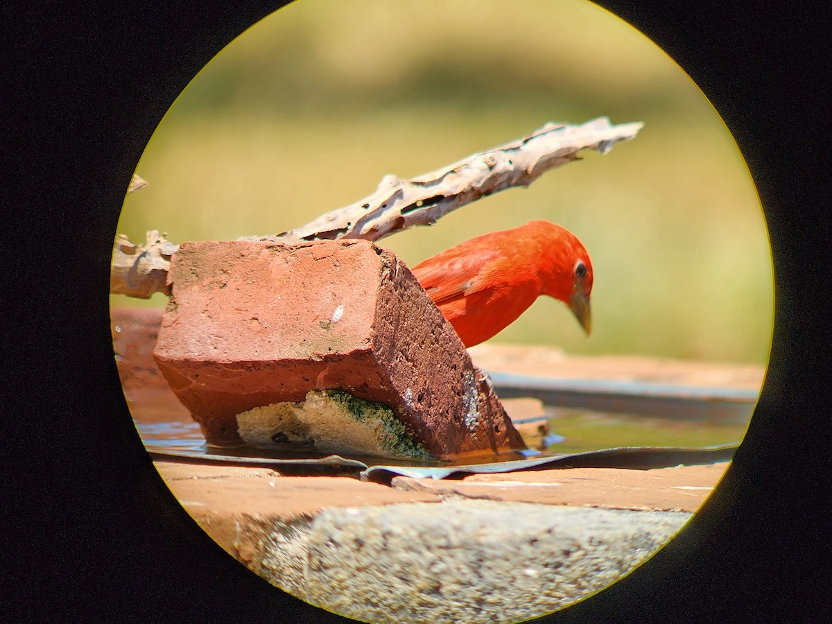 Summer Tanager - ML634068589