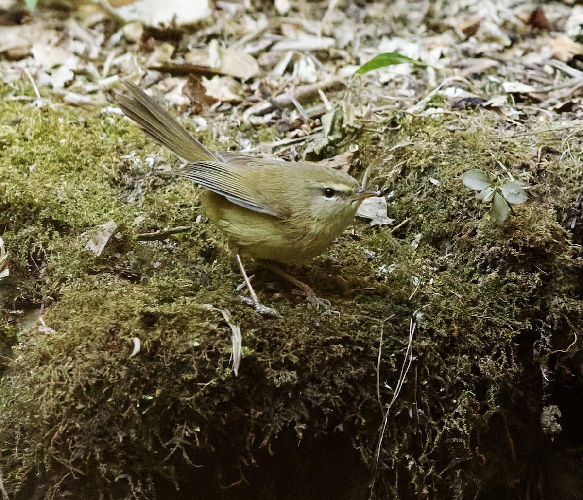 Aberrant Bush Warbler - ML634068631