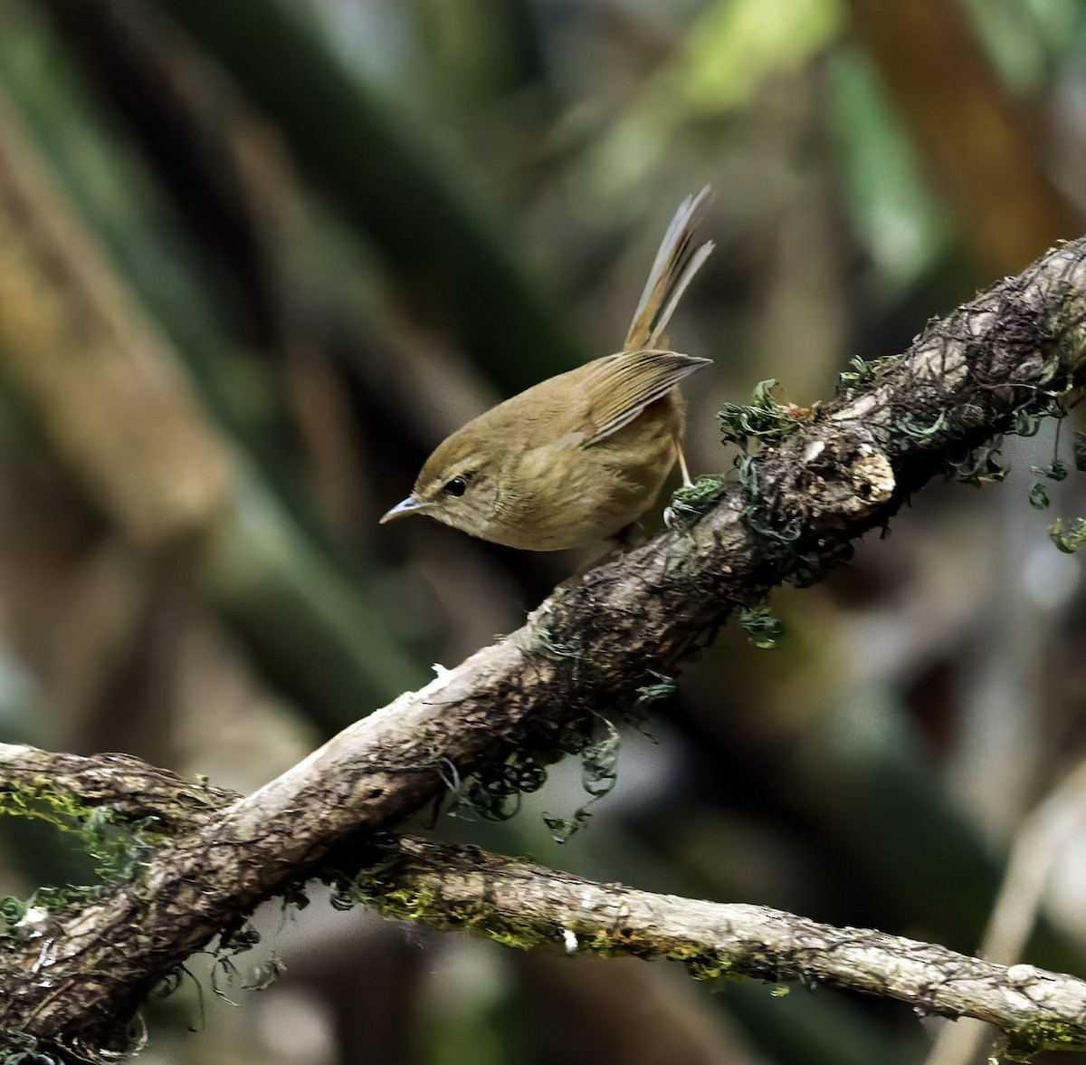 Brownish-flanked Bush Warbler - ML634068637