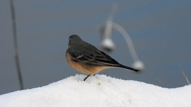 American Pipit - ML634068679