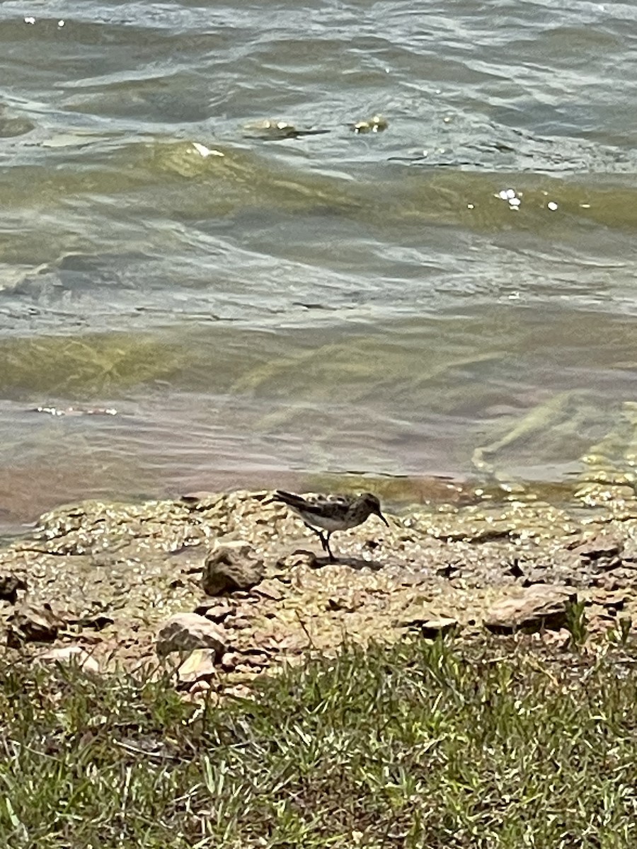 Least Sandpiper - ML634068756