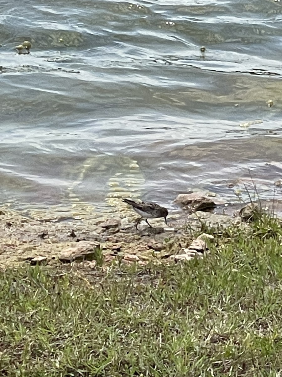 Least Sandpiper - ML634068757