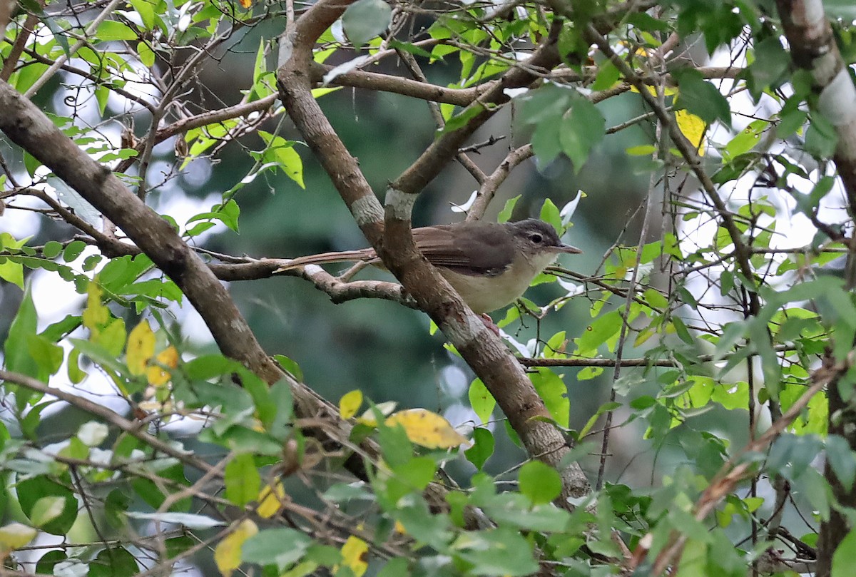 Pale-olive Greenbul - ML634068766