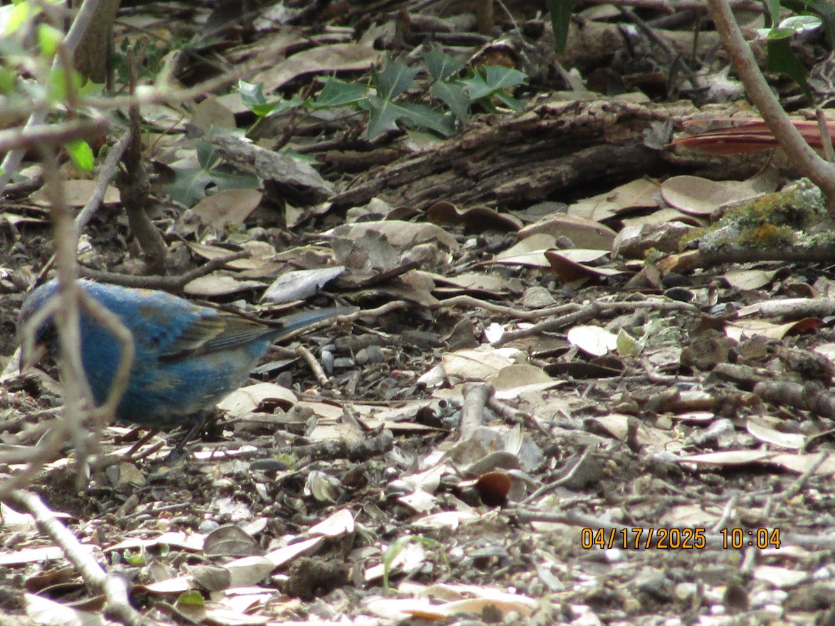 Indigo Bunting - ML634069041