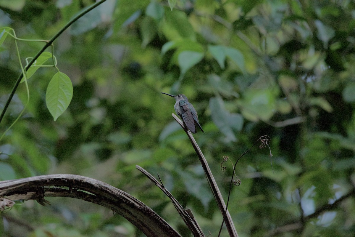 Wedge-tailed Sabrewing - ML634069073