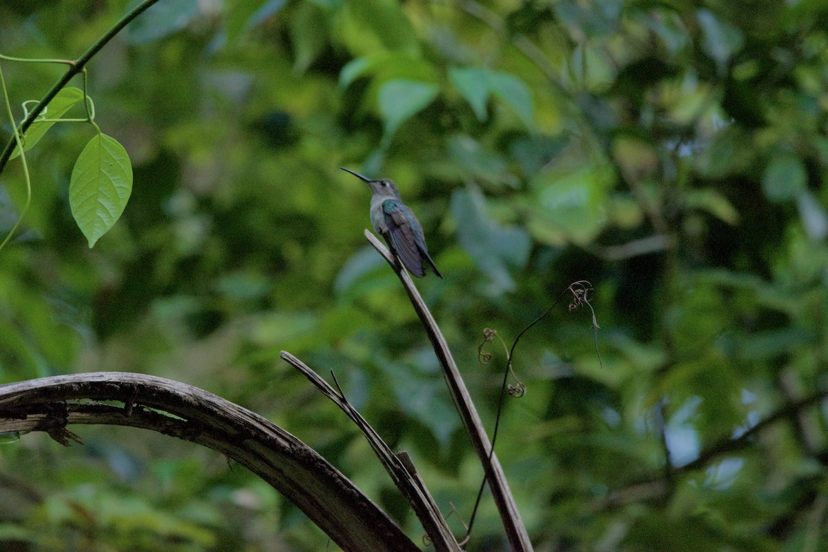 Wedge-tailed Sabrewing - ML634069074