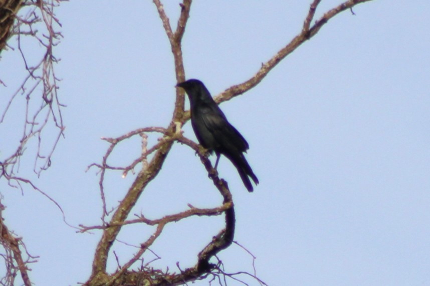 ウオガラス - ML634069147