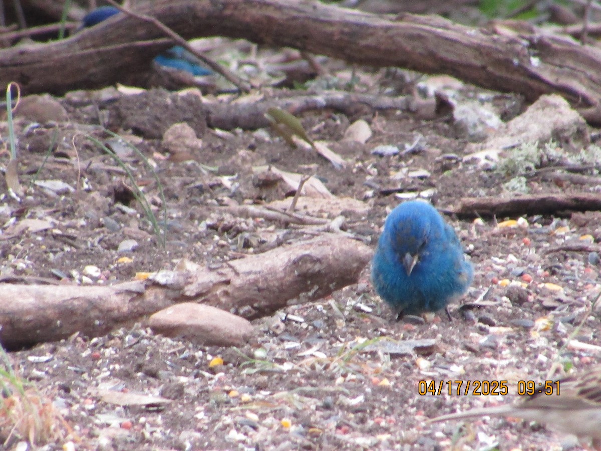 Indigo Bunting - ML634069197