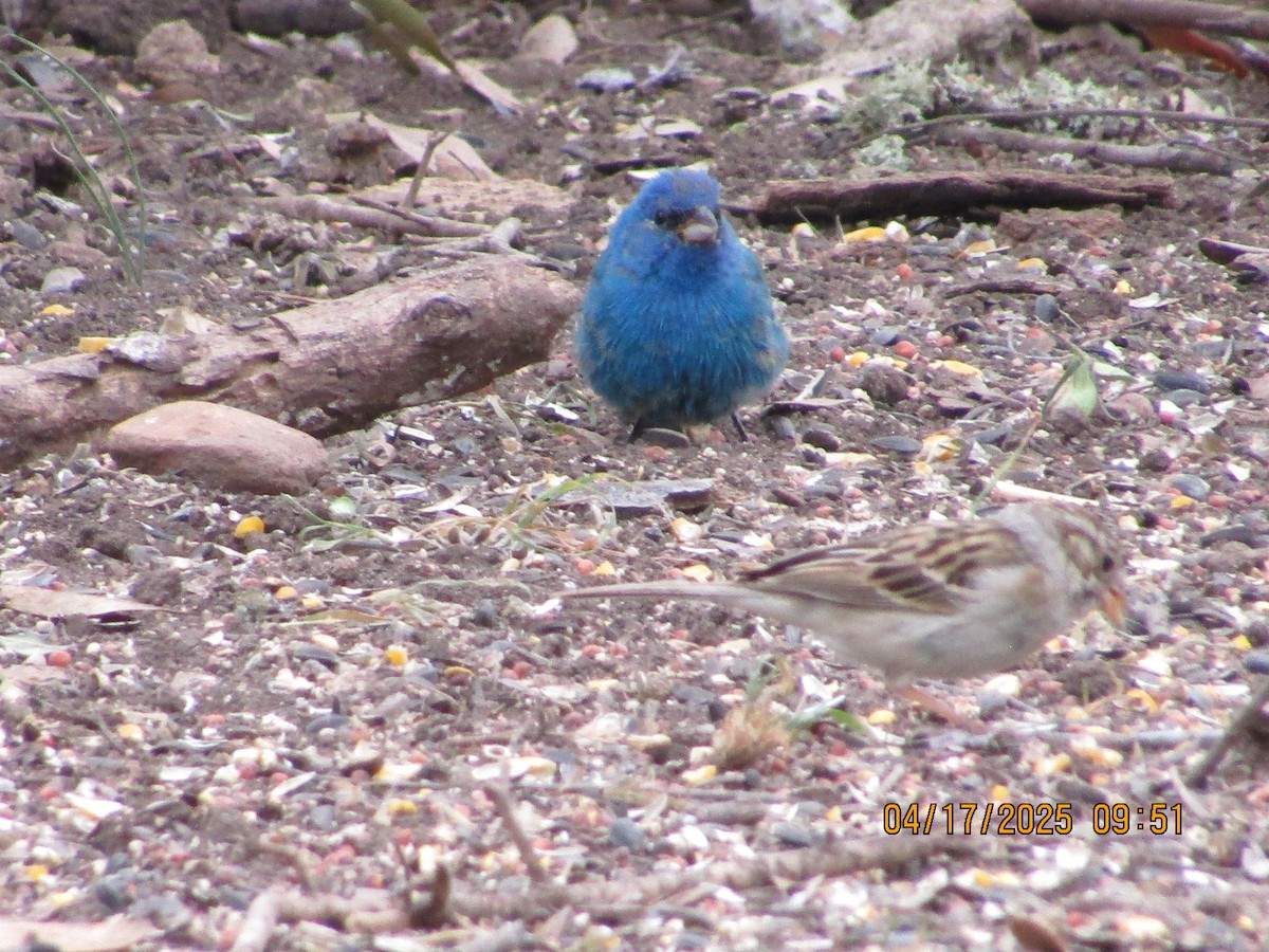 Indigo Bunting - ML634069201