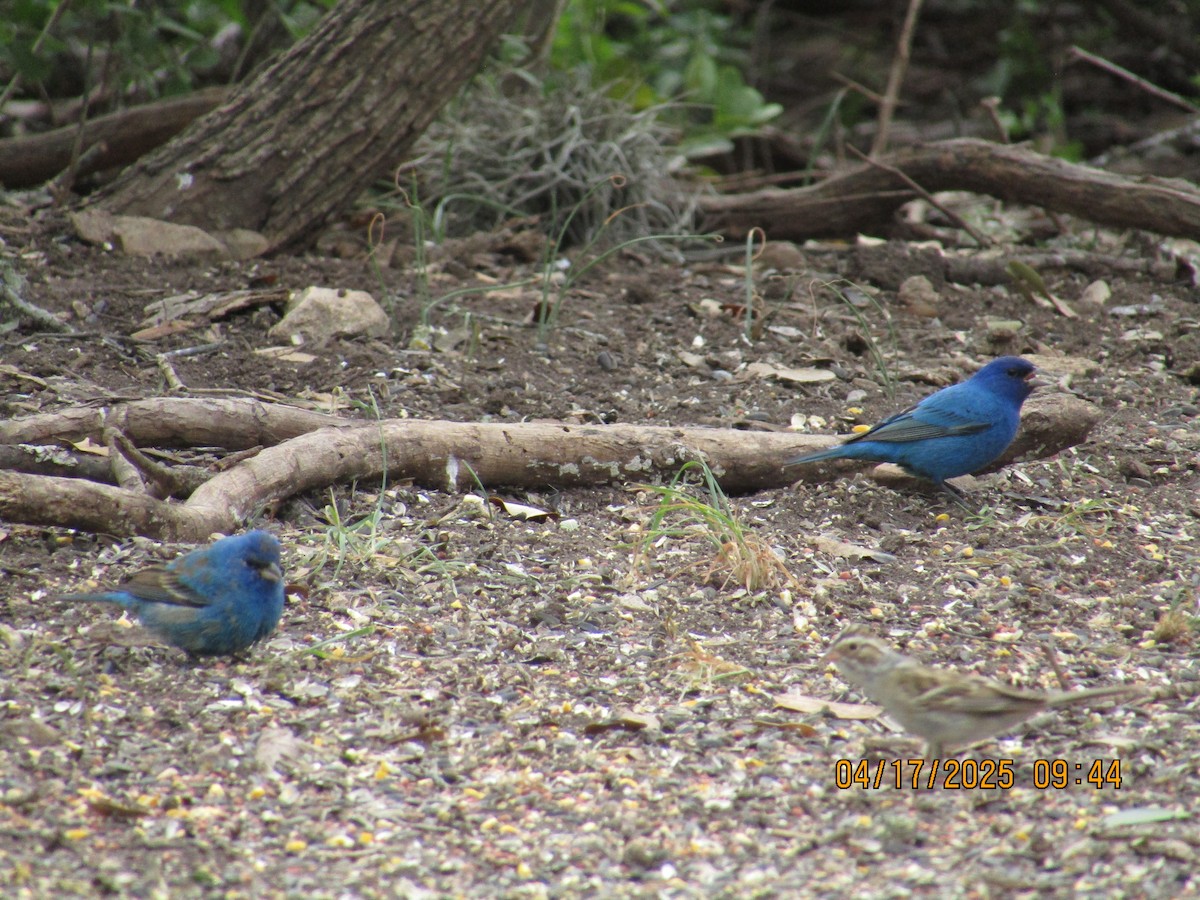 Indigo Bunting - ML634069347