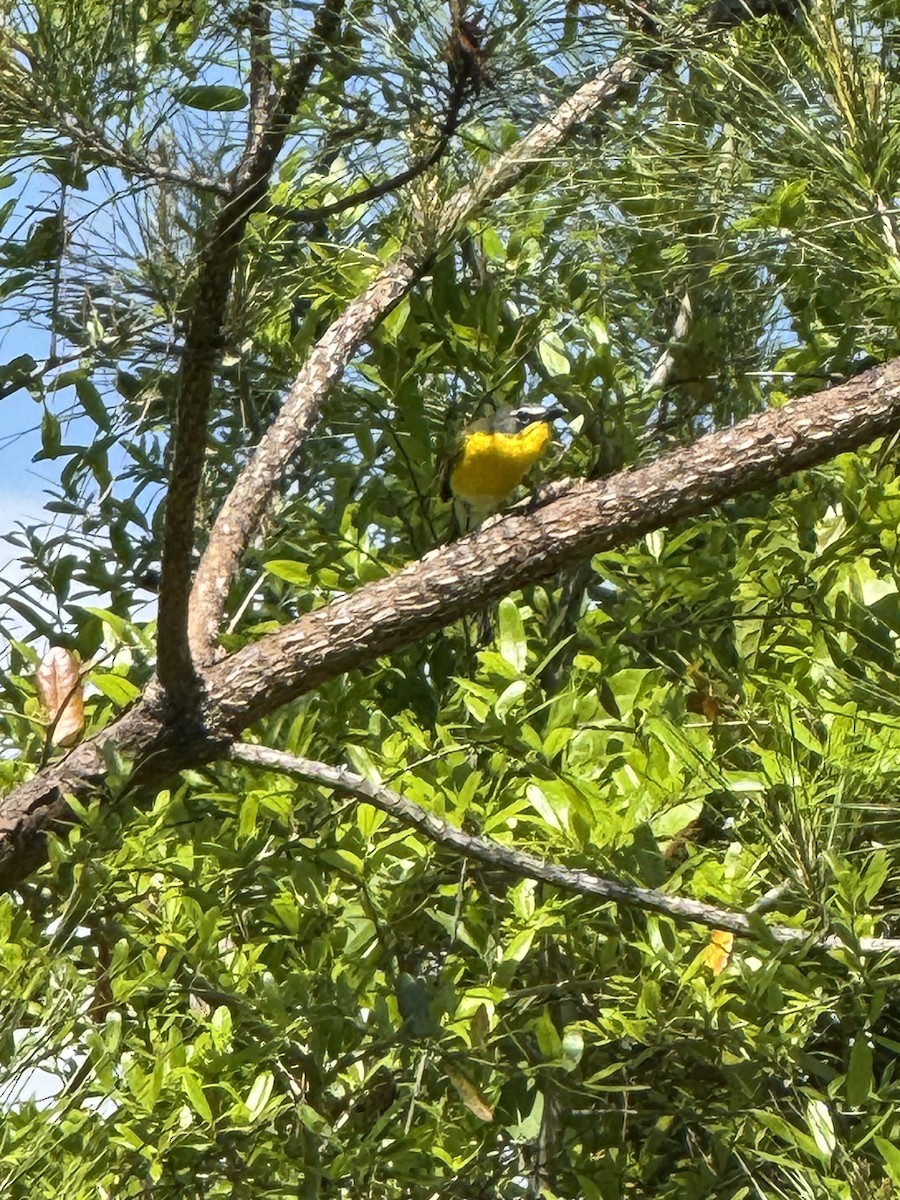 Yellow-breasted Chat - ML634069361