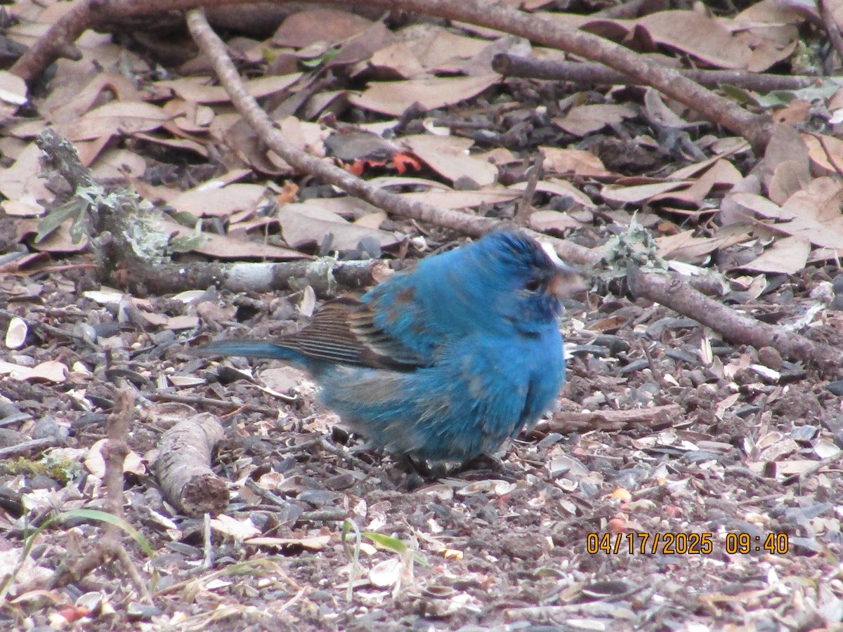 Indigo Bunting - ML634069367