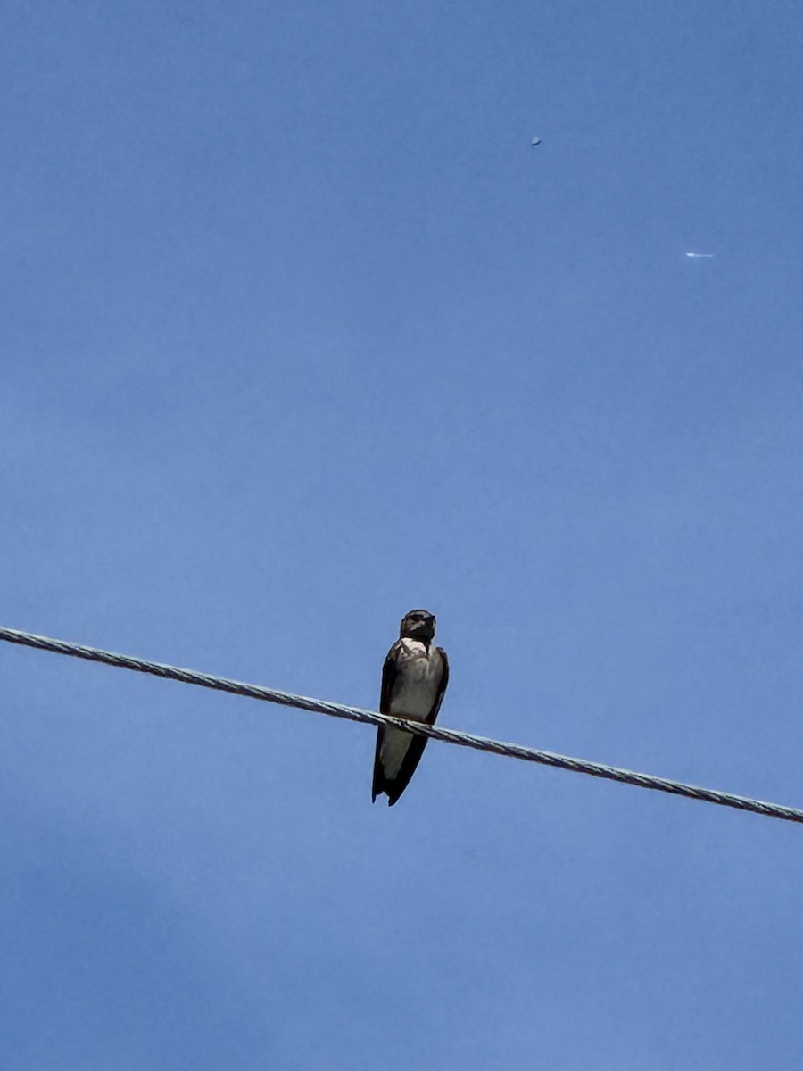 Northern Rough-winged Swallow - ML634069369