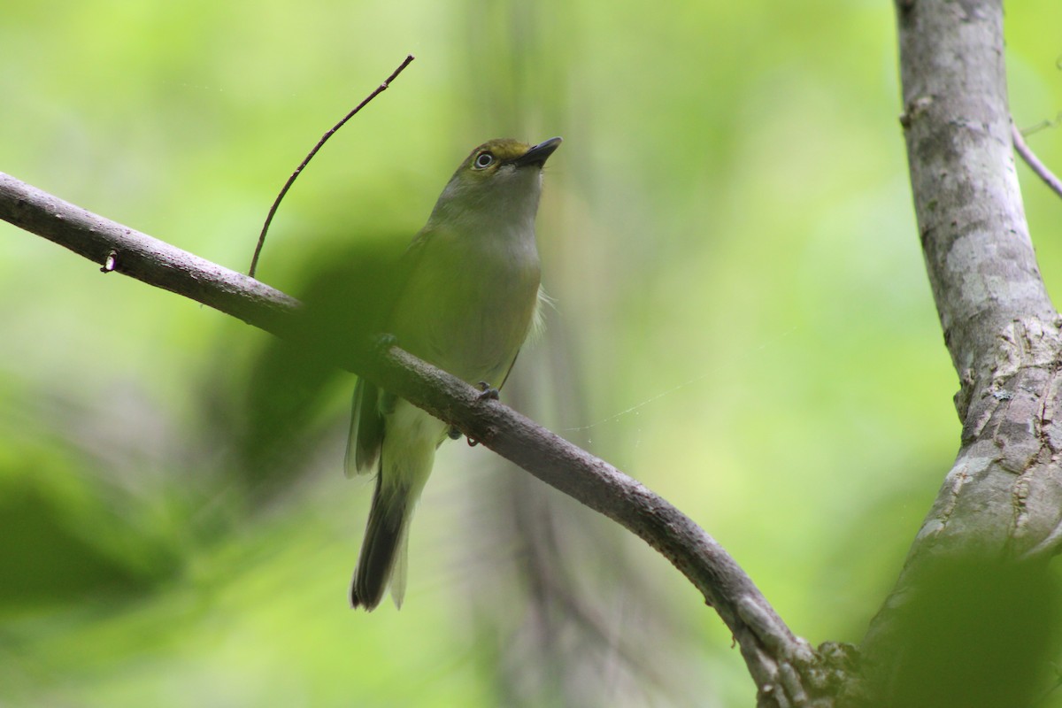 Viréo aux yeux blancs - ML634069375