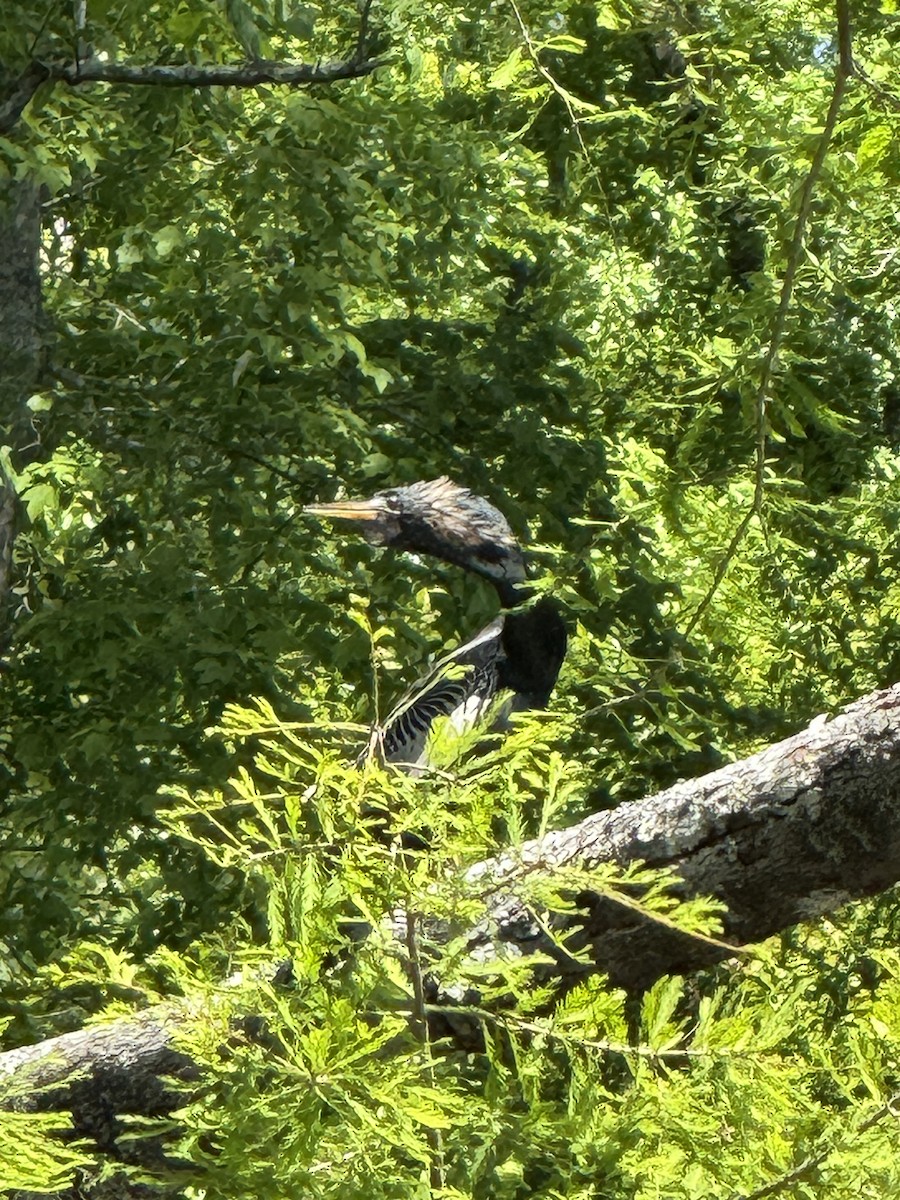 Anhinga - ML634069381