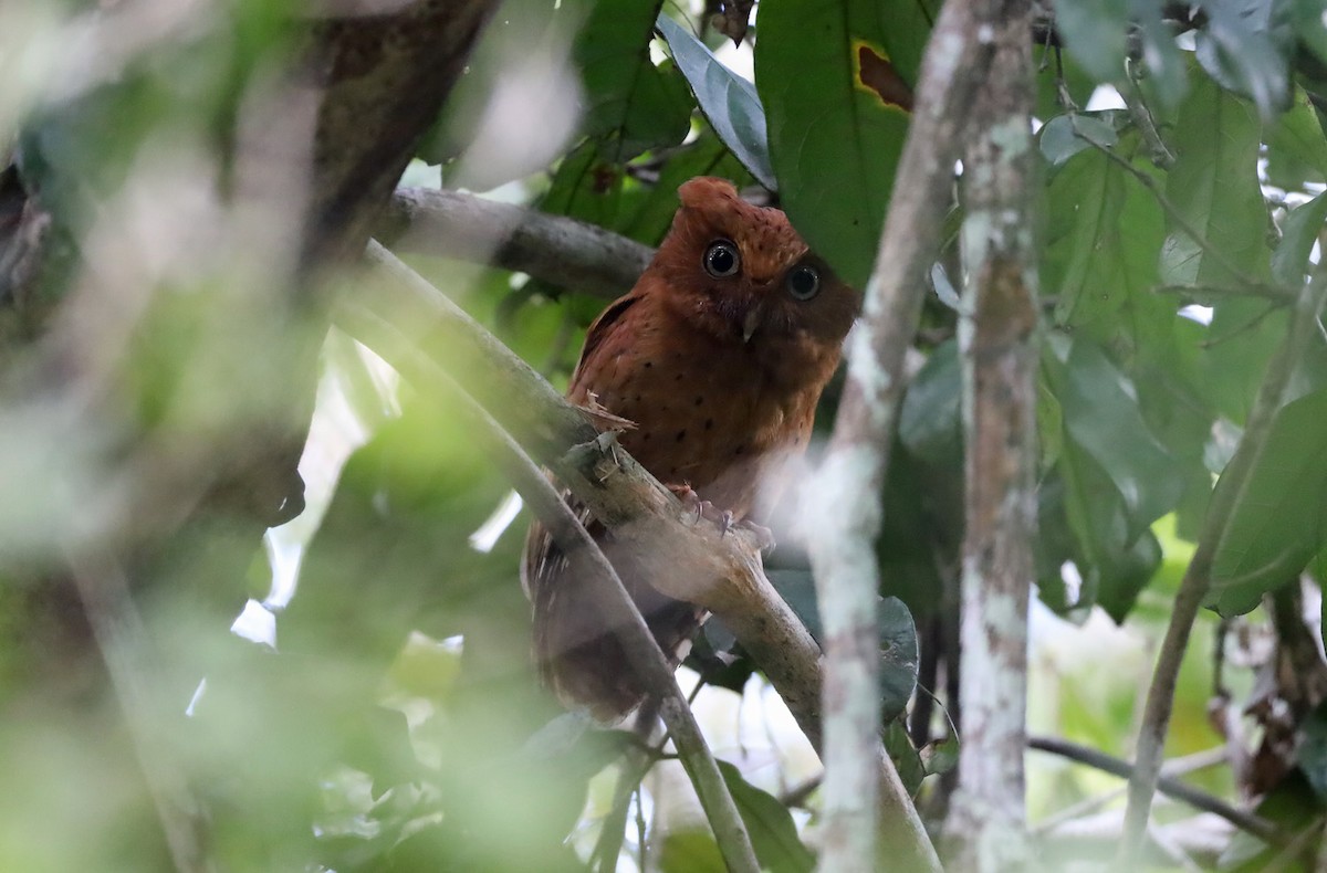 Sokoke Scops-Owl - ML634069388