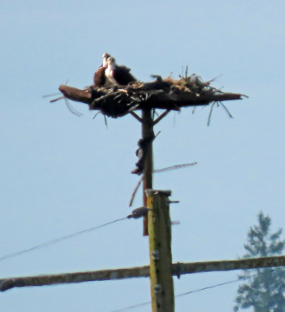 Osprey - ML634069410