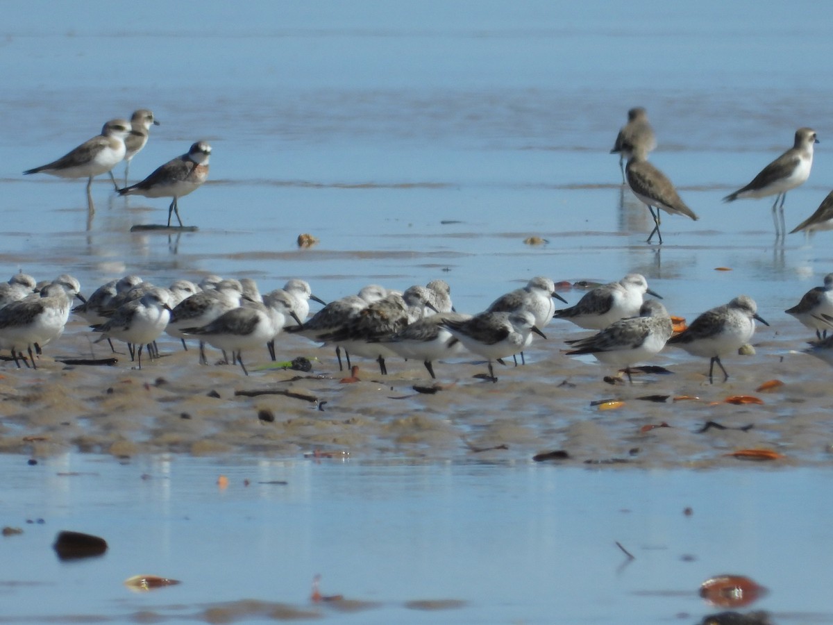 Red-necked Stint - ML634069470