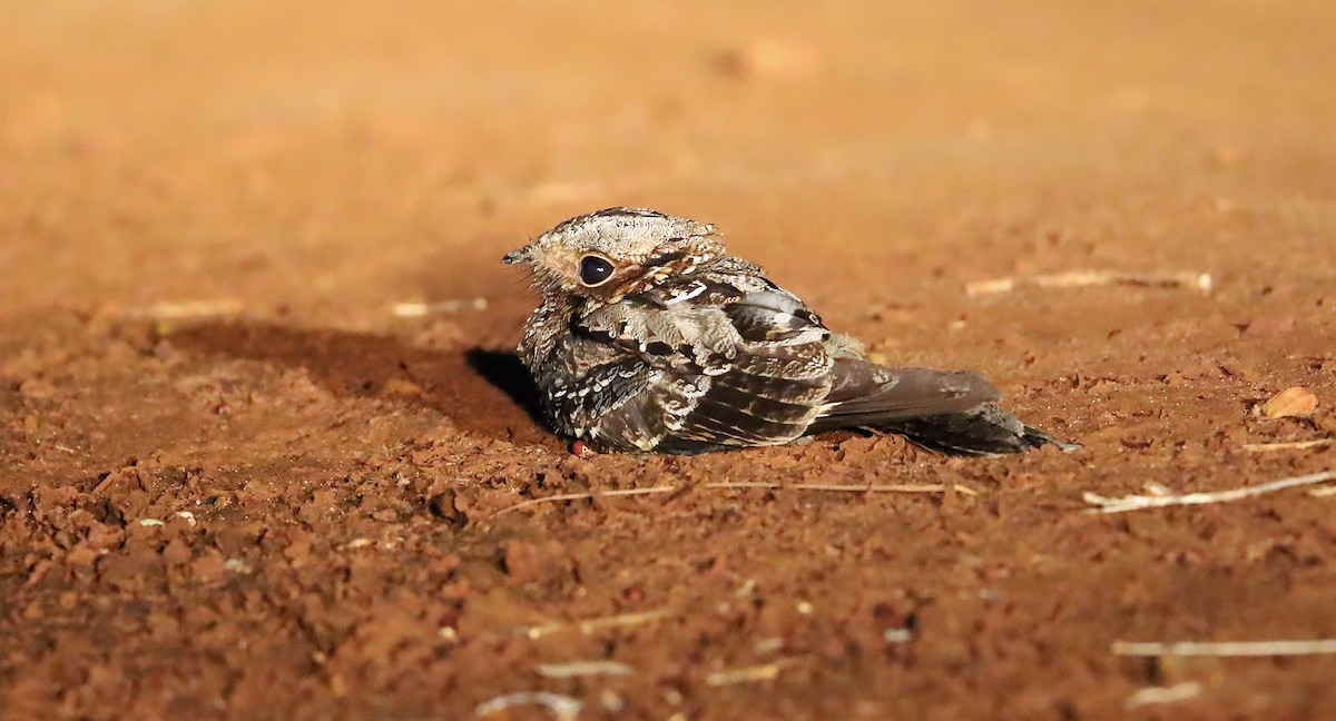 Fiery-necked Nightjar - ML634069601