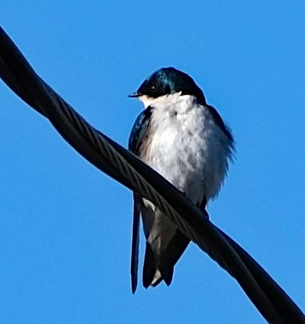 Tree Swallow - ML634069625