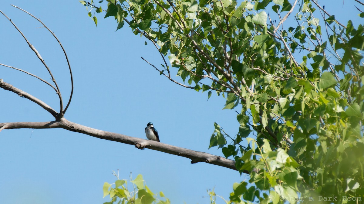 Tree Swallow - ML634069683