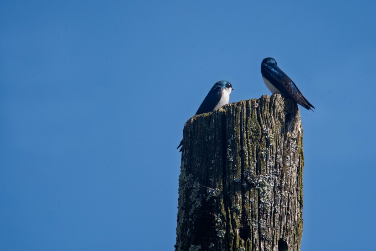 Tree Swallow - ML634069739