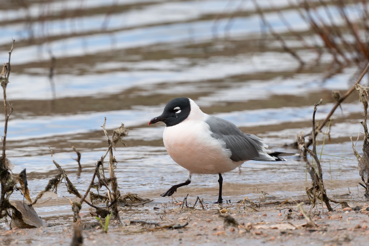 Franklin's Gull - ML634069757