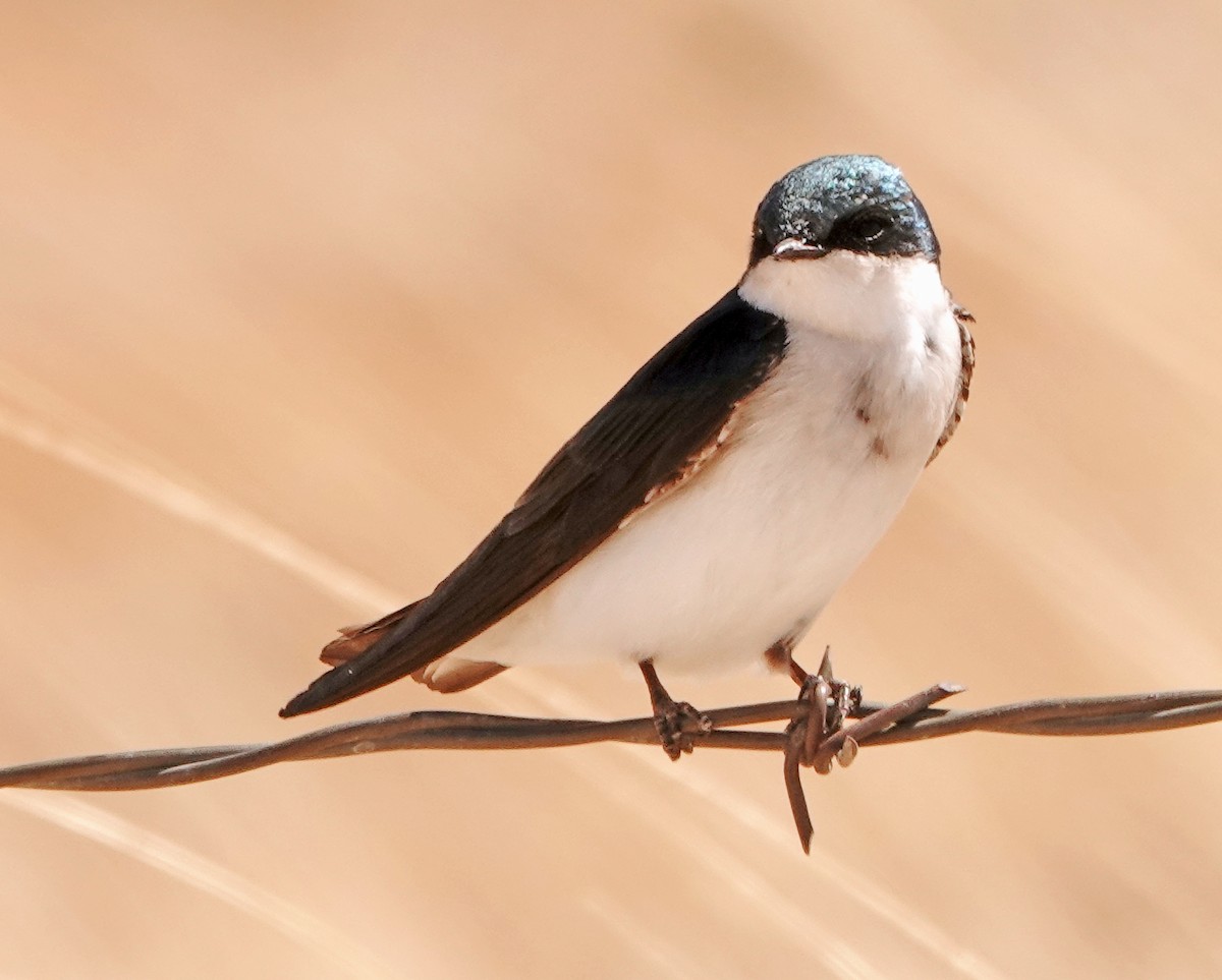 Tree Swallow - ML634069878