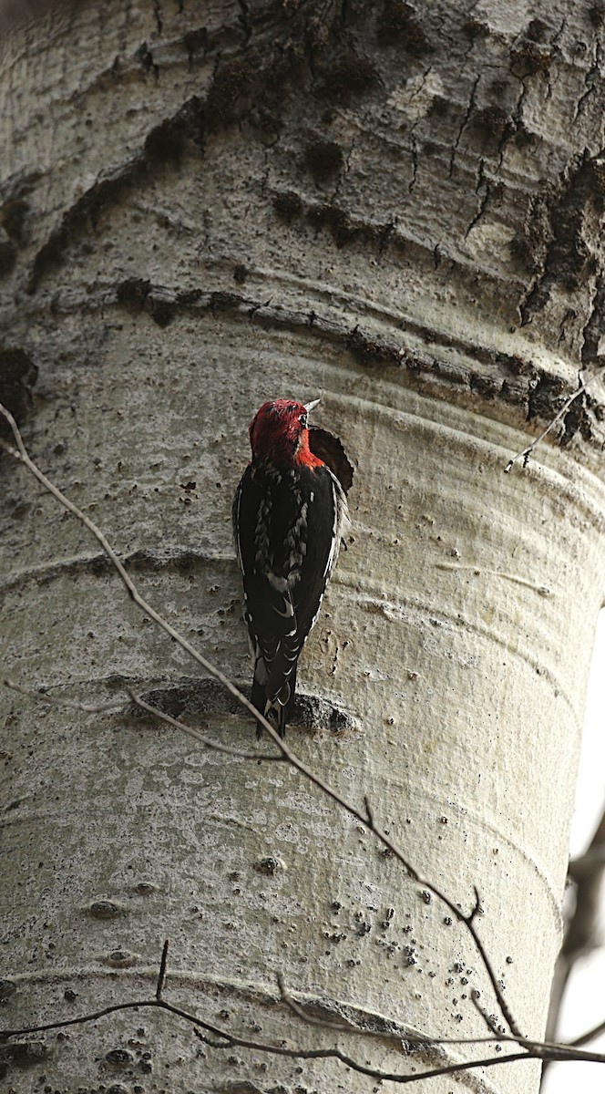 Red-breasted Sapsucker - ML634069901