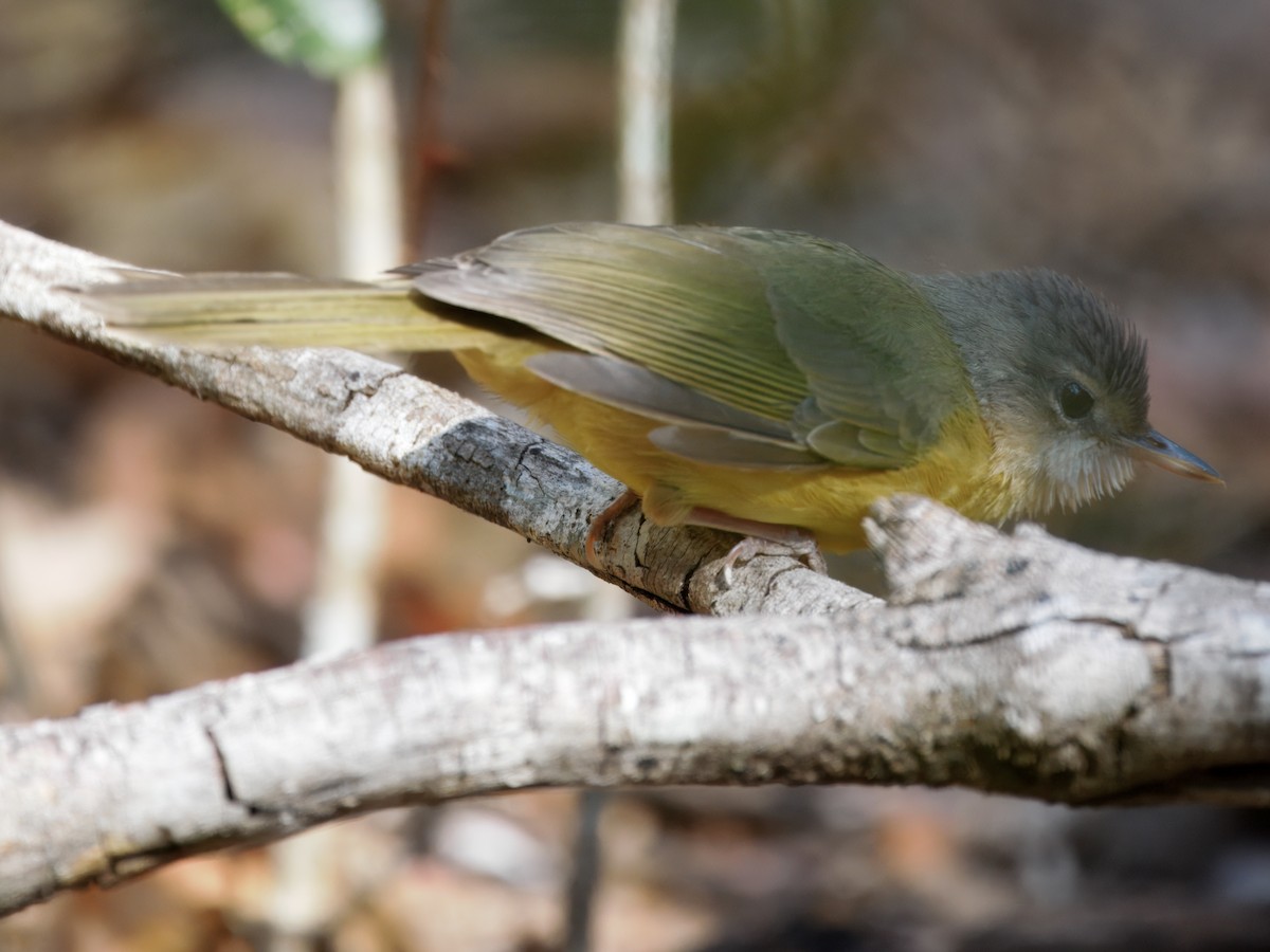 Appert's Tetraka - Ira Blau