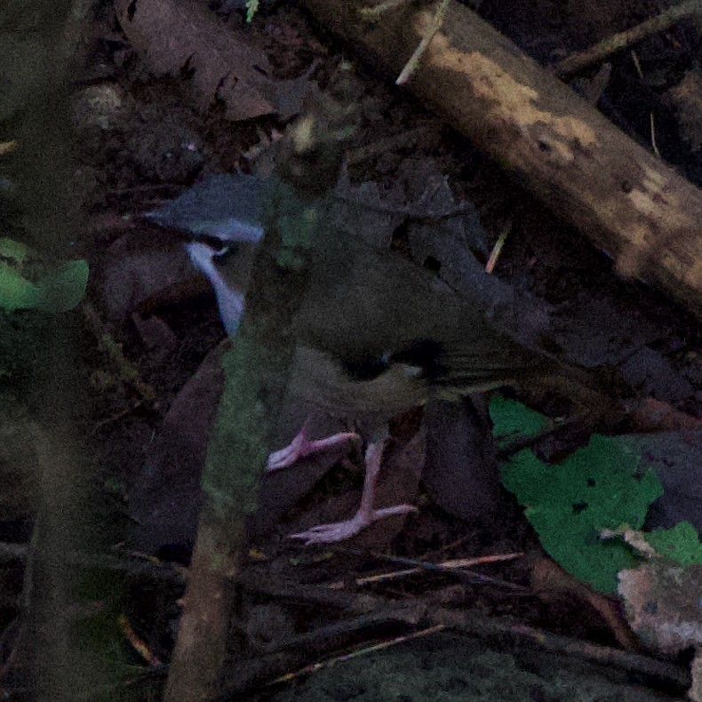 Gray-headed Robin - ML634070034