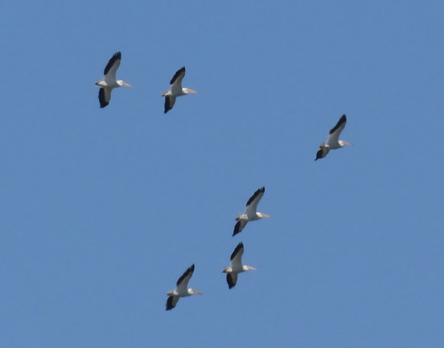 American White Pelican - ML634070045