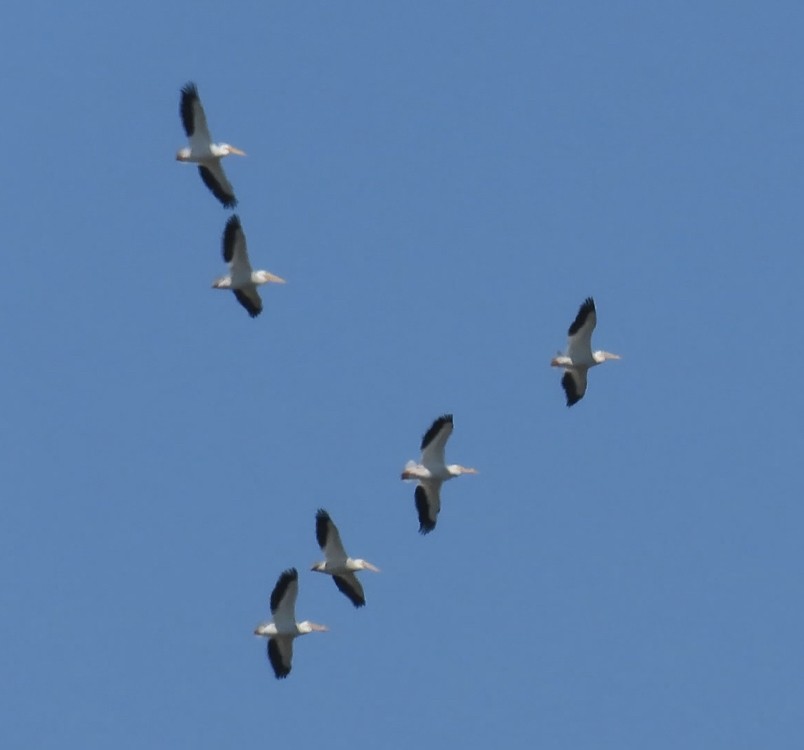 American White Pelican - ML634070046
