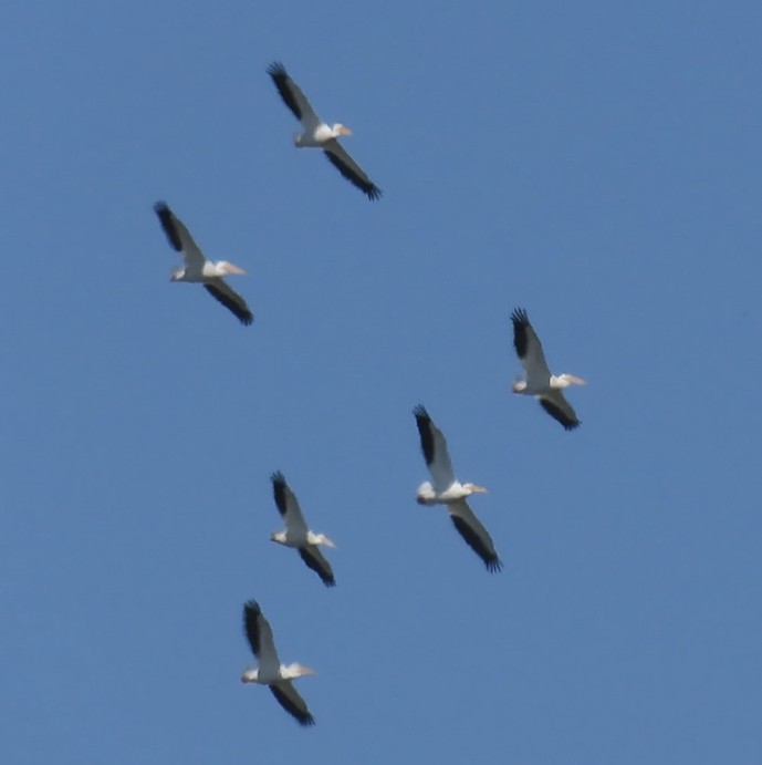American White Pelican - ML634070059