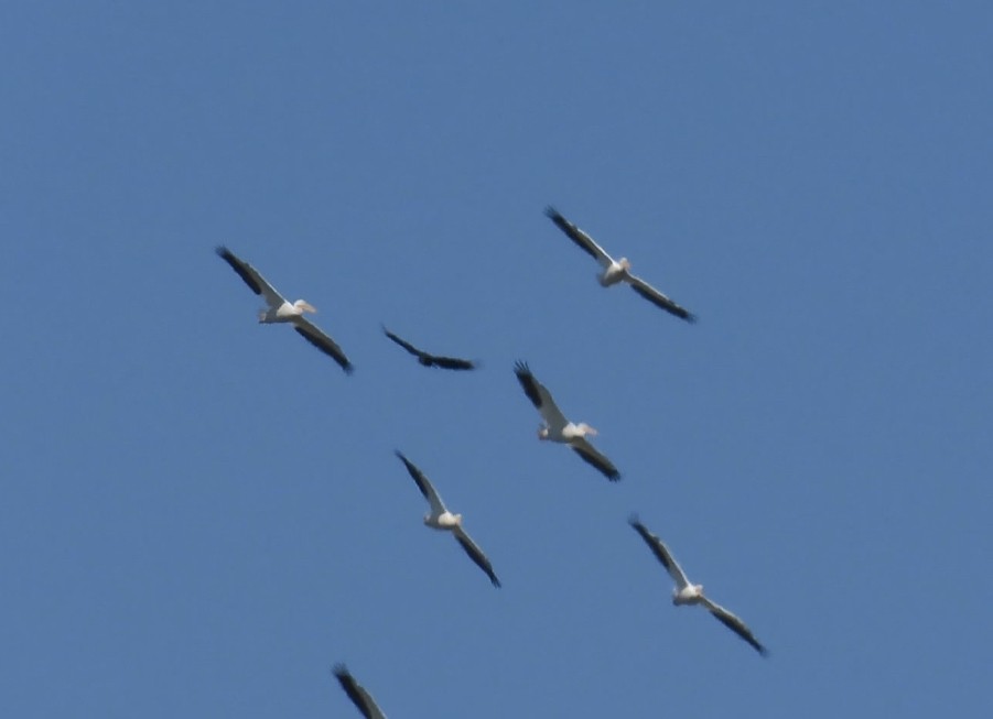 American White Pelican - ML634070060