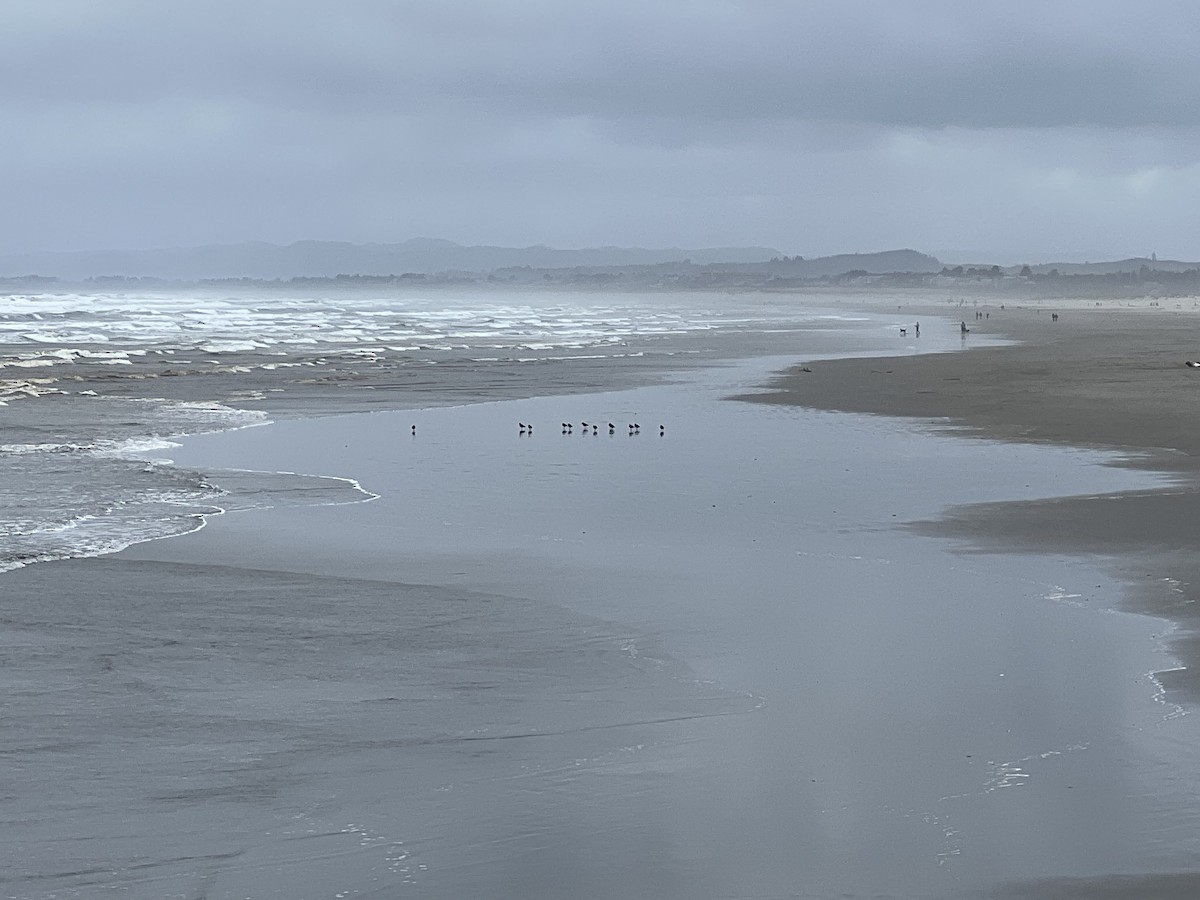 Black Oystercatcher - ML634070158